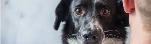 Separación o divorcio ¿Quién se queda con la mascota?