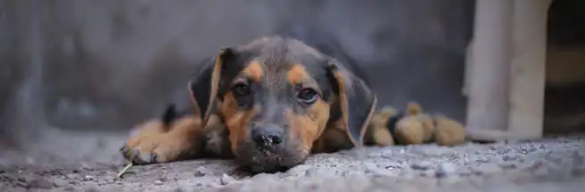 Nueva Ley de Bienestar Animal