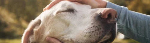 Nueva Ley de Bienestar Animal